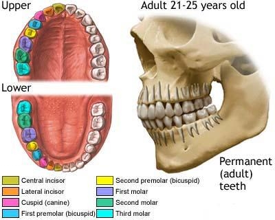 Dezvoltarea dentitiei copilului